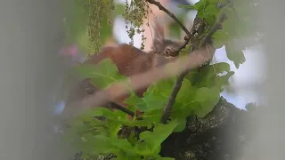 Tagträume🐿️Ein heißer Tag