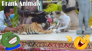 Real Dog Vs Fake Tiger Prank New Comedy 2021 | Must Watch New Prank | Try Not To Laugh Challenge