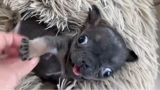 A tiny Frenchie is a sassy and playful pup that can't be stopped