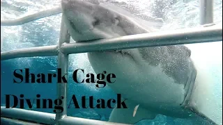 Great White Shark Cage Diving Gone Wrong in Port Lincoln South Australia