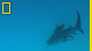 Bull Sharks | National Geographic