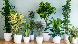 Как очистить  воздух в доме.  Комнатные растения, которые благоприятно влияют на здоровье