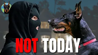 The Doberman is a NIGHTMARE for Intruders