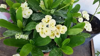 Nuovo acquisto Euphorbia milii Da rinvasare 《Corona di Cristo- Spina di cristo 》