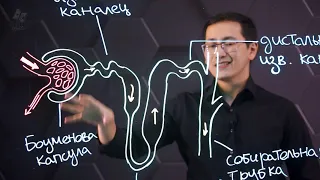 Строение и функции нефрона. 9 класс.