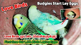 ‼️Budgie laid eggs for the First time |🥚Love Birds lay egg | 😍Our Budgies Start Laying Eggs
