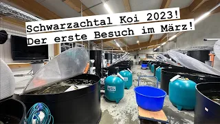 Der erste Schwarzachtal Koi Besuch 2023. Freut euch auf die neuen Tosai!!