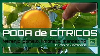 Cómo y Cuándo PODAR los CÍTRICOS: 🍊naranjo, 🍋limonero [Capítulo 8] Curso básico de Jardinería | LdN