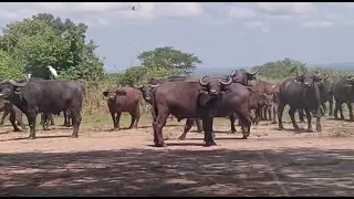 Most deadly animals in Africa the Cape Buffalos in Murchison Falls National Park || UGANDA || AFRICA