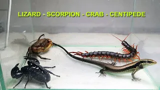 Scorpion Crab Centipede Lizard