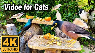 Cat TV 🐱Videos for Cats to Watch Beautiful Birds & cute Squirrels 🐿