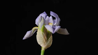 Iris flower opening and dying time lapse