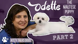 Grooming Odette the Maltese puppy - part 2 | Kitty Talks Dogs - TRANSGROOM