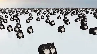 1 MILLION Maxwell Cats