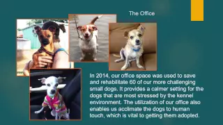 Saving All the Little Dogs: Small Dog Behavior Issues - conference recording