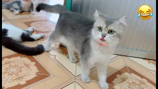 Oh super naughty family cat 🤪 too cute and funny