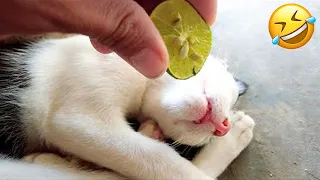 You Laugh You Lose 2024 😸🐶 Best Funny Cats and Dogs Videos 😁🥰🥰 Part 120