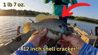 How to Catch Slab shellcracker! #fishing #shellcracker #panfishing