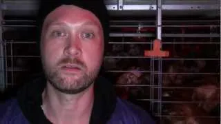 Das Leiden der Hühner-  PETA Reportage