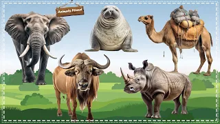 The Best Animal Sounds and Videos: Elephant, Buffalo, Whale, Camel, Rhinoceros