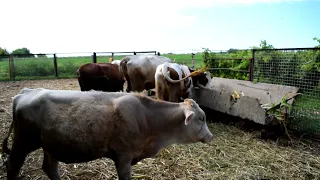 Бобошко брехун та раб Єкатеринославського комбінату!!! Не купуйте Brown Swiss в Україні.