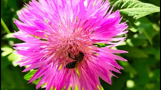 💥 Beautiful flowers are garden invaders! The most resilient perennials