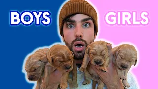 Naming My ELEVEN Newborn Golden Retriever PUPPIES! | Episode 10