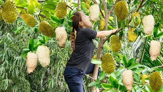 Harvesting Golden Soursop - Make Pearl Soursop Goes to the market sell - Lý Thị Hoa
