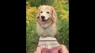 Wholesome dog with a kalimba - Here comes the sun
