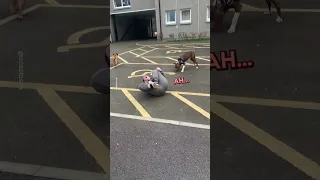 Woman Gets Tripped by Dogs 🐶😂