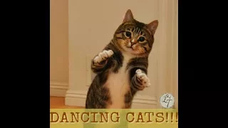 !!! BEST DANCING CATS VIDEO !!! FUNNY CAT VIDEOS!!! CATS COMPILATION 2017