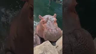 Hippos Fritz and Fiona Love Lettuce - Cincinnati Zoo #shorts