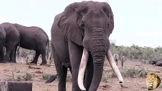 SAD NEWS: Great Elephant Tusker N’watindlopfu Has Died