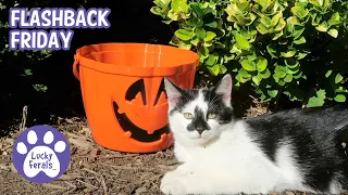 Mother Cat And Feral Kitten With A Halloween Pail * Flashback Friday