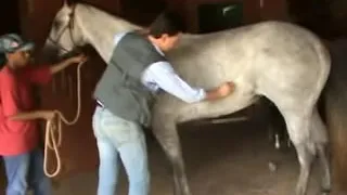 Tratamento de um cavalo com acupuntura veterinária