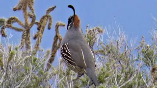 Male Gambel's Quail Bird Call