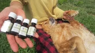 Natural Flea & Tick Repellent for Dogs - Natural Remedy!