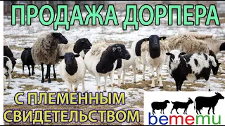 Продаем племенных Дорперов черноголовых. БеМеМу