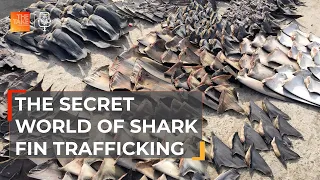 Tracing the illicit trail to shark fin soup | The Take