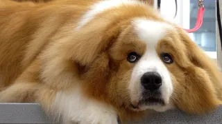 Epic transformation on Clifford The Big Red Dog | The floof is real on this one