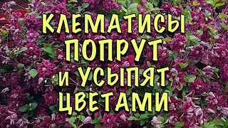 СДЕЛАЙТЕ ЭТО НЕМЕДЛЕННО! Три ВАЖНЫХ ШАГА в УХОДЕ за КЛЕМАТИСАМИ ЛЕТОМ! Секреты МОЩНЫХ ЛИАН