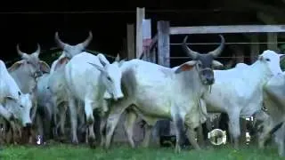 Fazenda Oiticica da início a temporada de grandes leilões na pecuária