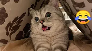 funny cats vedio compilation 🤣🤣try not to Lough 😂part 7