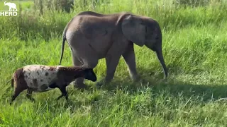 Happy Little Friends on the Run! Elephant Phabeni Runs Wild with Lammie & Spotty!