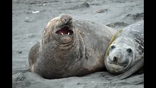 Deep Diving Giants: The Elephant Seals: Those Magnificent Diving Machines