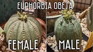 Euphorbia obesa flowers | How to tell a girl from a boy