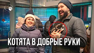 Очень милые маленькие котята в Добрые руки бесплатно.