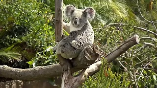 Жизнь коалы на дереве.Кoala on a tree.