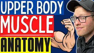 Muscular Anatomy For NASM and ACE Personal Trainers | Learn Basic Upper Body Muscles/Anatomy