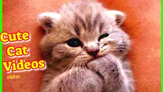 Cute Cat Videos Vol 22 #funnycatscompilation - Funny Cat Videos 2021